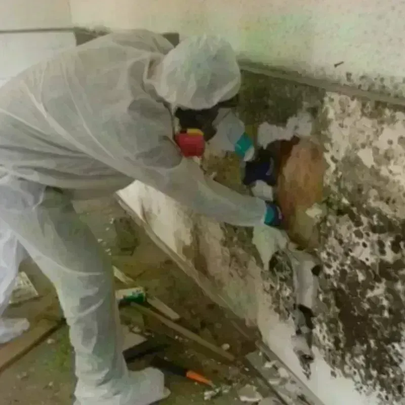 Mold Remediation and Removal in Whitmire, SC